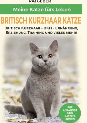 BRITISCH KURZHAAR KATZE