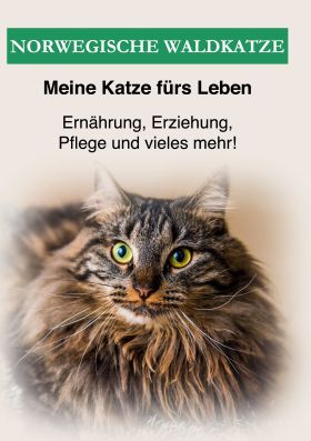 NORWEGISCHE WALDKATZE