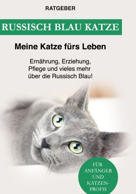 RUSSISCH BLAU KATZE
